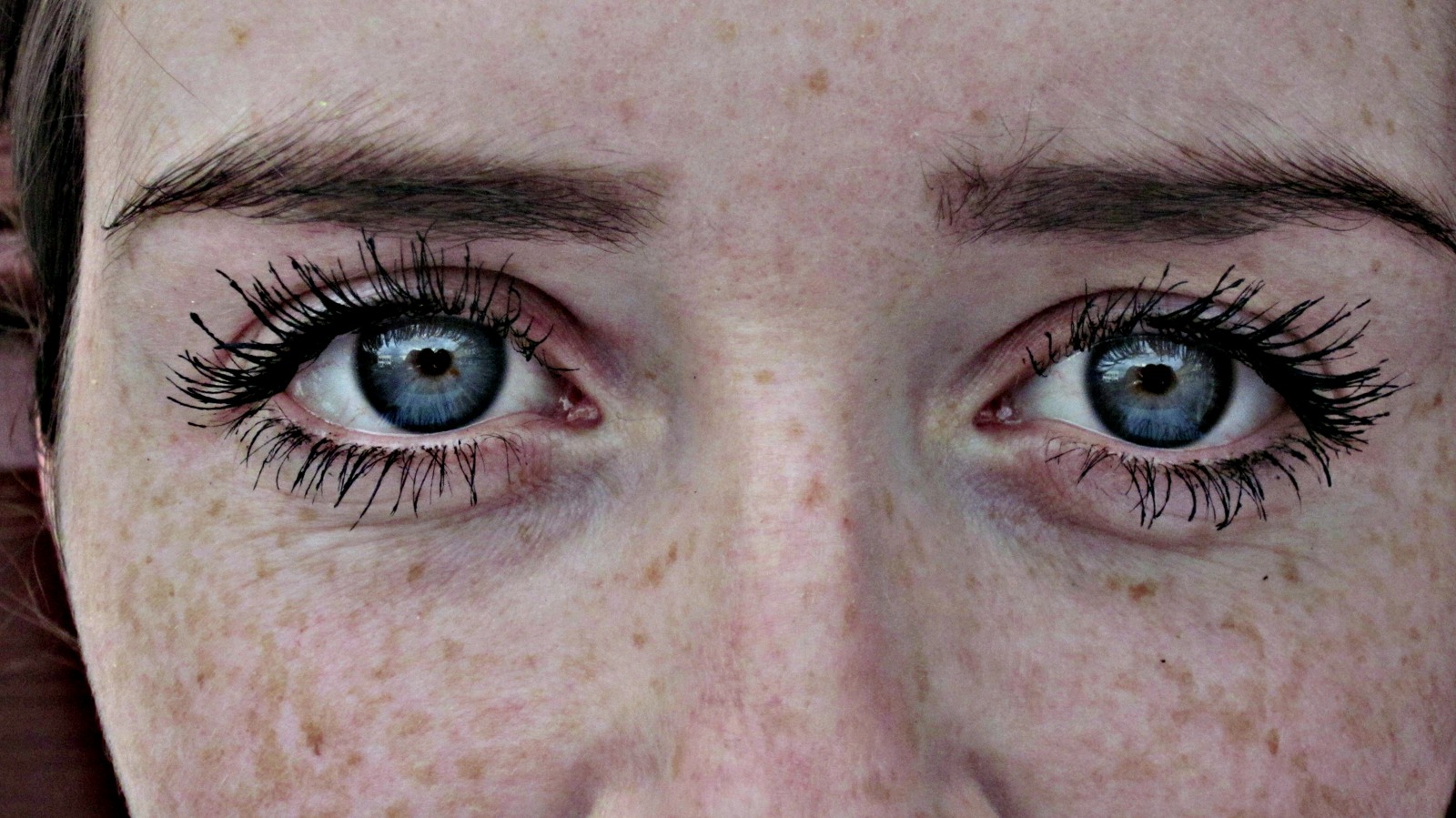 Regard islandais · un regard bleu face à l’objectif
